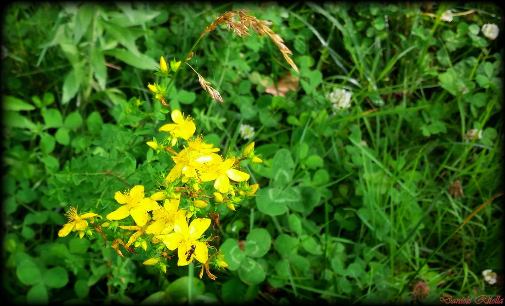 Hypericum cfr. perforatum
